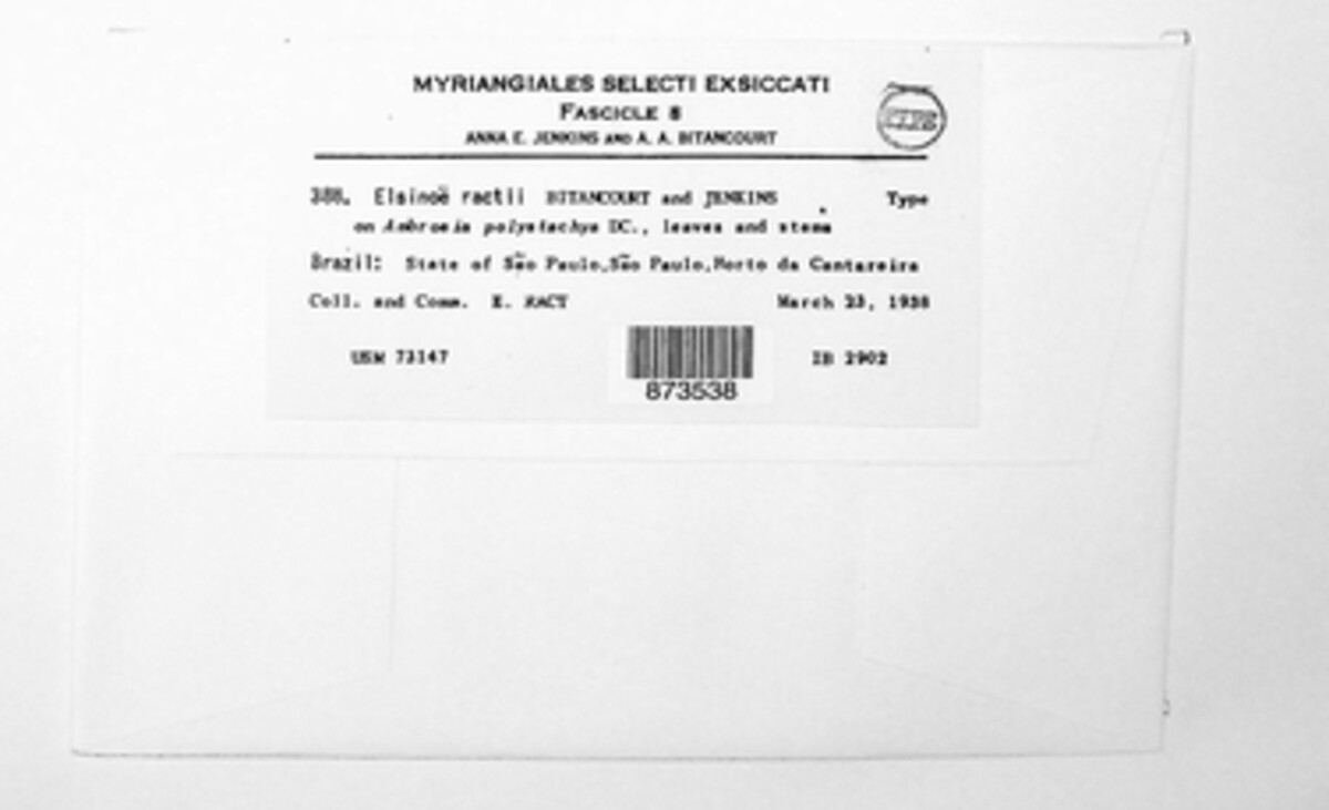 Elsinoe ractii image